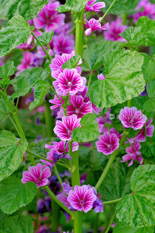 通常是Mallow / Malva Mauritiana / Malva Sylvestris